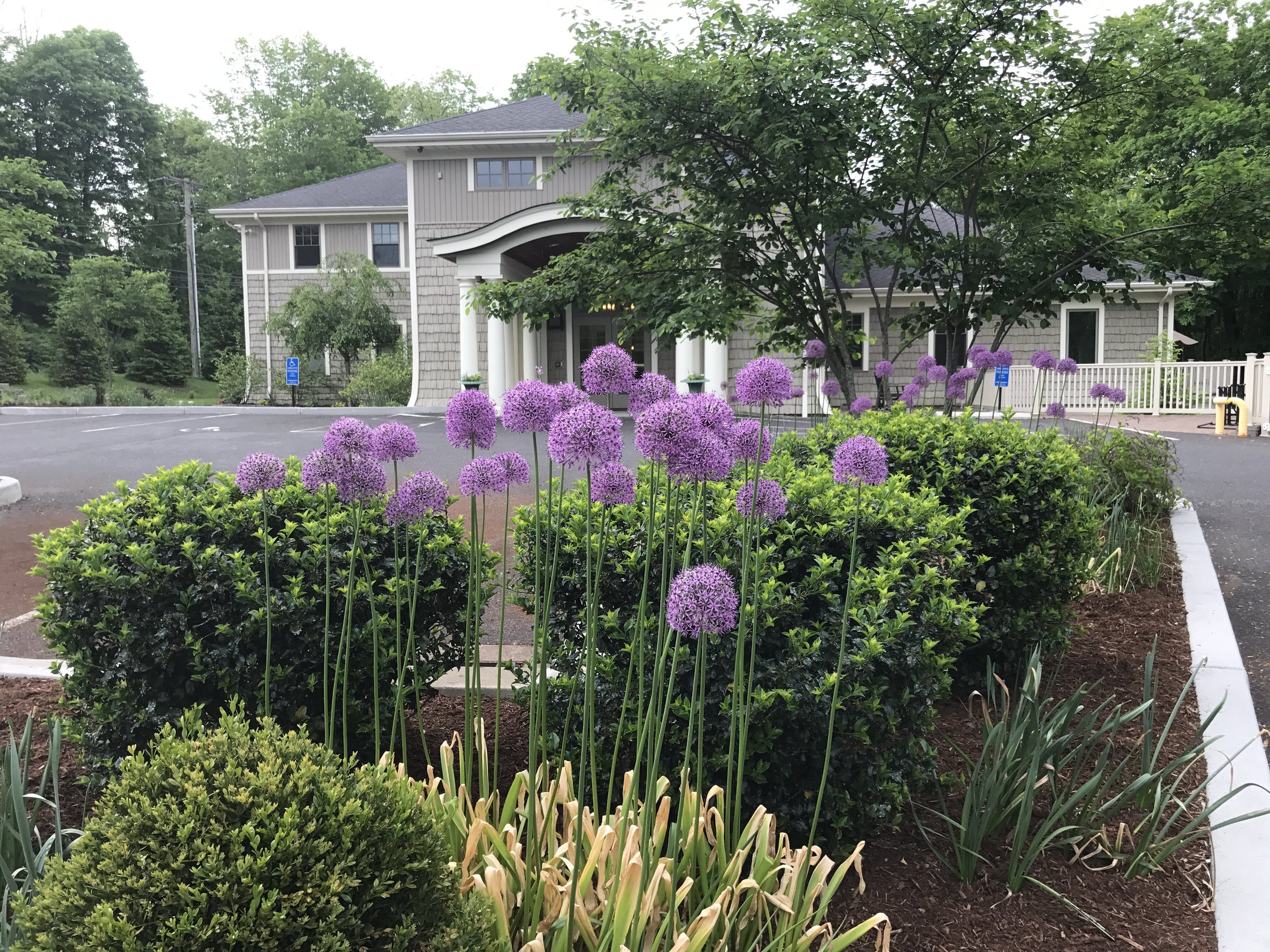 The Ann's Place building in Danbury, CT, with its garden of purple alliums in front.